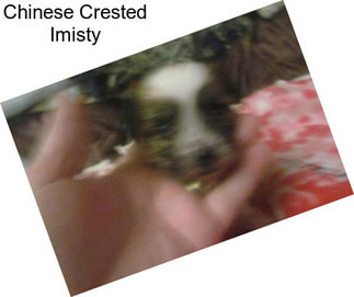 Chinese Crested Imisty