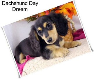 Dachshund Day Dream