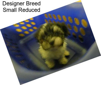 Designer Breed Small Reduced