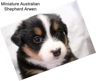 Miniature Australian Shepherd Arwen