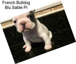 French Bulldog Blu Sable Pi