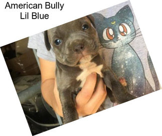 American Bully Lil Blue