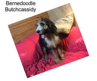 Bernedoodle Butchcassidy