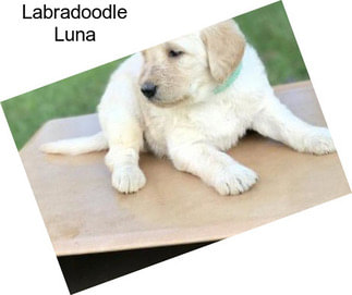 Labradoodle Luna