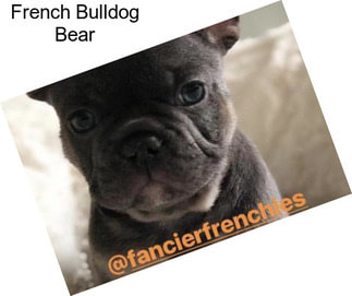 French Bulldog Bear