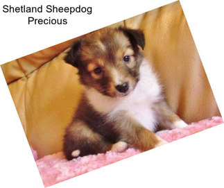 Shetland Sheepdog Precious