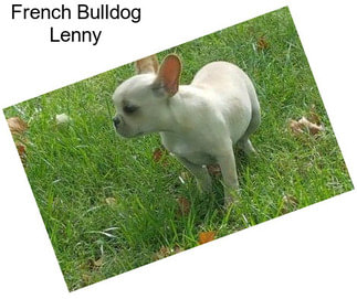 French Bulldog Lenny