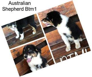 Australian Shepherd Btm1