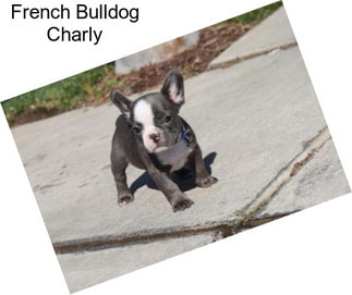 French Bulldog Charly