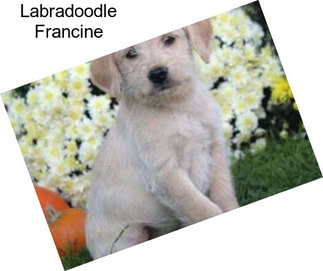 Labradoodle Francine