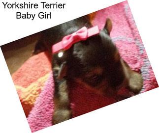 Yorkshire Terrier Baby Girl