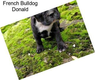 French Bulldog Donald