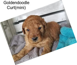 Goldendoodle Curt(mini)
