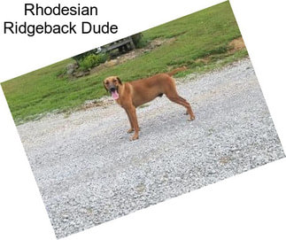 Rhodesian Ridgeback Dude