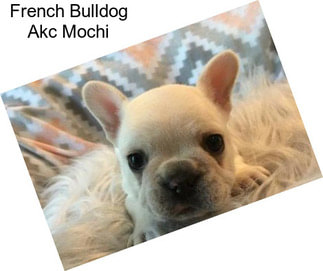 French Bulldog Akc Mochi