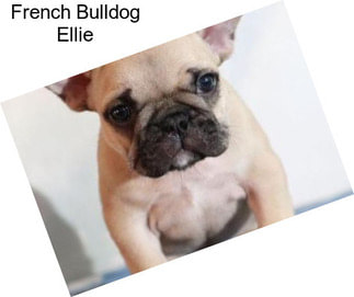 French Bulldog Ellie