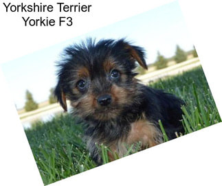Yorkshire Terrier Yorkie F3