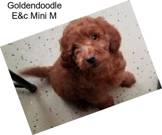 Goldendoodle E&c Mini M