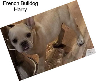 French Bulldog Harry