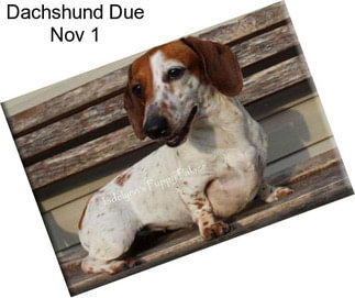 Dachshund Due Nov 1