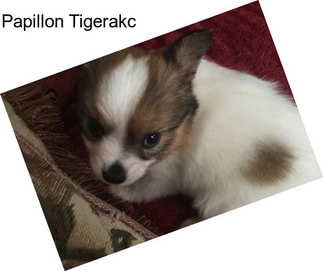 Papillon Tigerakc