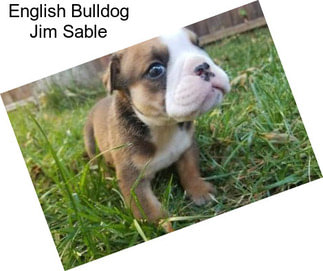 English Bulldog Jim Sable