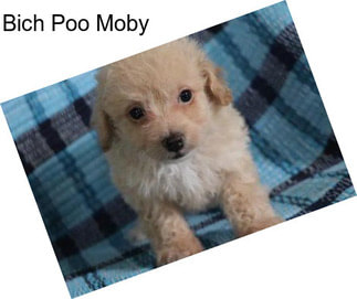 Bich Poo Moby