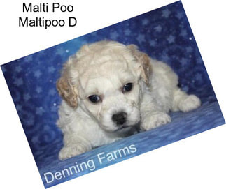 Malti Poo Maltipoo D