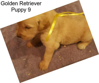 Golden Retriever Puppy 9