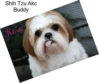 Shih Tzu Akc Buddy