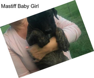 Mastiff Baby Girl