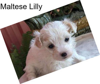 Maltese Lilly