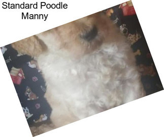 Standard Poodle Manny
