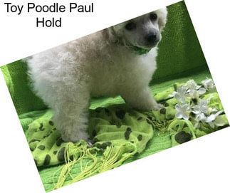 Toy Poodle Paul Hold