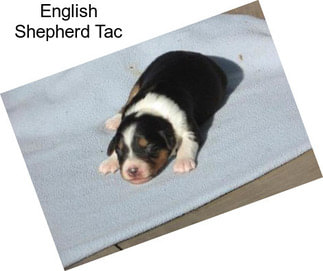 English Shepherd Tac