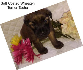 Soft Coated Wheaten Terrier Tasha