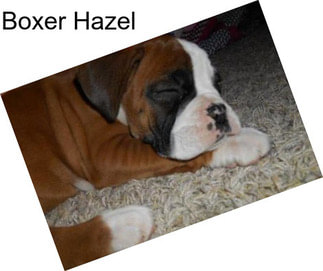 Boxer Hazel