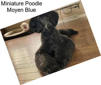 Miniature Poodle Moyen Blue