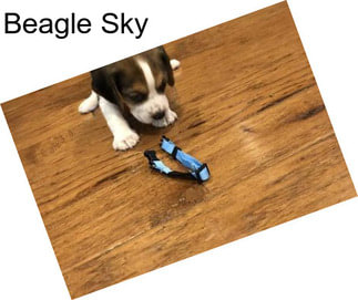 Beagle Sky