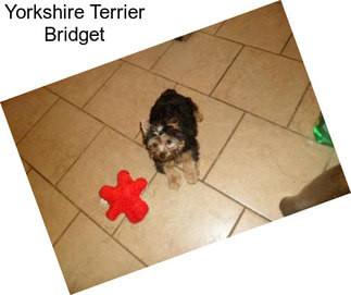 Yorkshire Terrier Bridget