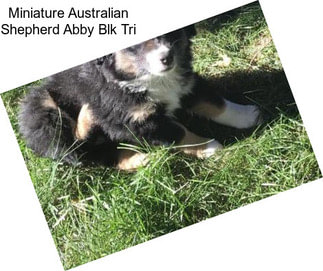 Miniature Australian Shepherd Abby Blk Tri