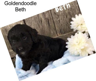 Goldendoodle Beth