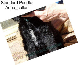Standard Poodle Aqua_collar