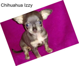 Chihuahua Izzy