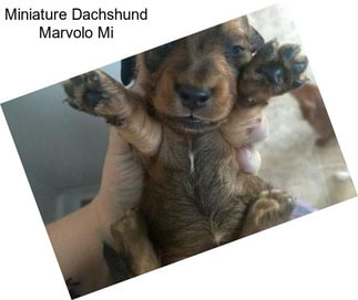 Miniature Dachshund Marvolo Mi