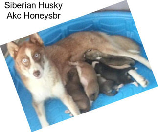 Siberian Husky Akc Honeysbr