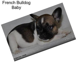 French Bulldog Baby