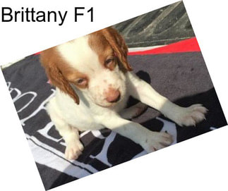 Brittany F1