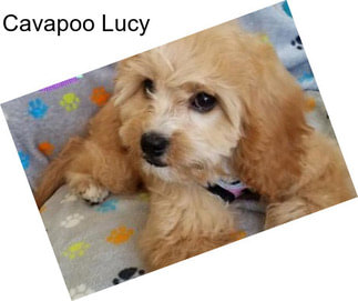 Cavapoo Lucy