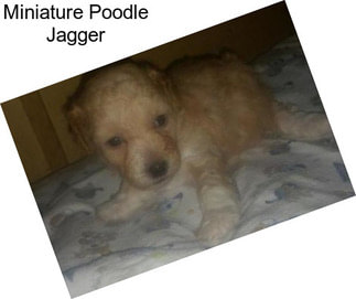 Miniature Poodle Jagger